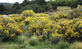 Image result for Eriosema nutans