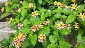 Image result for Lantana
