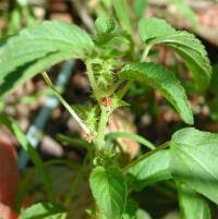 Image result for Acalypha psilostachya