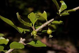 Image result for Catunaregam