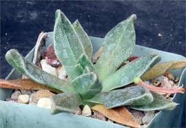 Image result for Nananthus