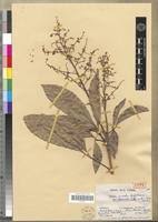 Image result for Vepris renieri