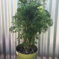 Image result for Polyscias kivuensis