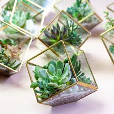 Cube Succulent Terrarium Terrarium Centerpiece Succulent Terrarium Succulents Decor