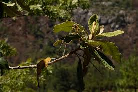 Image result for Tarchonanthus trilobus