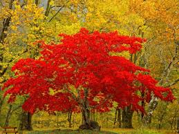 Fall Landscaping