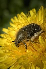 Image result for Tropinota hirta