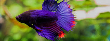 Betta Fish Care Lifespan Tank Mates Diet Health
