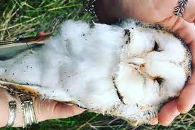 The unit will use light, sound, and sight to try and shoo away unwanted animals. Why Have Reports Of Sick Or Injured Barn Owls Risen 875 Per Cent Abc News