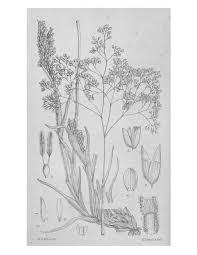 Image result for Monadenium filiforme