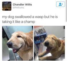 Maybe you would like to learn more about one of these? I Swallowed A Wasp But I Don T Mind Dogs Know Your Meme