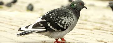 .a deterrente significato, deterrente per gatti, deterrente per piccioni e deterrente sinonimo. Guida Completa Per Allontanare I Piccioni Dalle Case