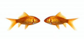 Check spelling or type a new query. Two Fish Looking At Each Other Jeffrey Van Daele As Art Print Or Hand Painted Oil