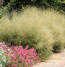 Image result for Deschampsia cespitosa