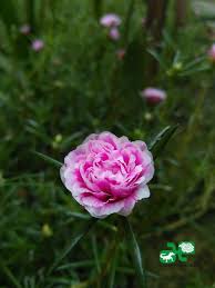 Maybe you would like to learn more about one of these? Portulaca Grandiflora Bunga Pukul Sembilan Nan Cantik Manis Alamendah S Blog