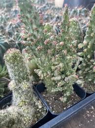 Image result for Opuntia monacantha