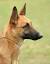 Colors Of Belgian Malinois