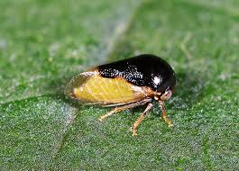 Image result for Microchloa altera