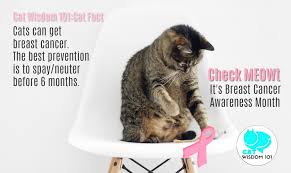 Studies show that breast cancer is the second most common form of cancer in women, though men can also get breast cancer. Vet 101 Cats Get Breast Cancer Too Cat Wisdom 101 Everything Feline Since 2011