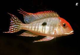 Geophagus Sp Tapajos Orange Head 2020 Yuzgec Balik Akvaryum