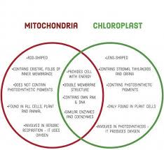 Compare And Contrast Chloroplasts And Mitochondria In 2020 Mitochondria Compare And Contrast Science Text