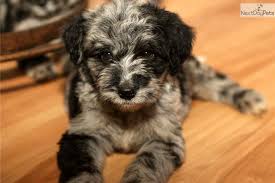 I have 2 female and 3 males available. Blue Merle Female Very Unique Markings Wow Aussiedoodle Blue Merle Cute Animal Photos