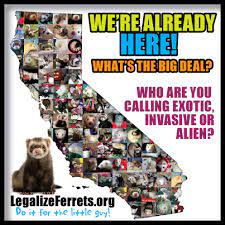 11 Legalize Ferrets Ideas Pets Ferret Ferret Meme