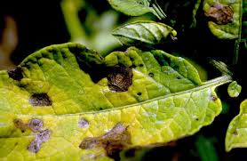 Check spelling or type a new query. Why Are My Tomato Plant Leaves Turning Yellow