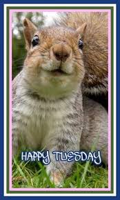 It's wednesday so here's my wise quote of the day… actually i got nothing. 90 Happy Tuesday Ideas Happy Tuesday Cute Animals Animals