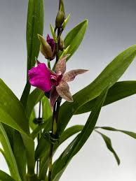 Image result for Ochna richardsiae