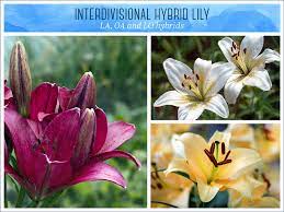 Flowers at the end of each branch. Types Of Lilies A Visual Guide Ftd Com