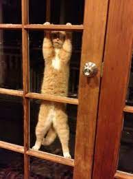 We Have A Door Just Like This Into The Livingroom That We Keep Closed And Meiko Does This Exact Same Thing He Jumps The Door And Crazy Cats Cute Cats Animals