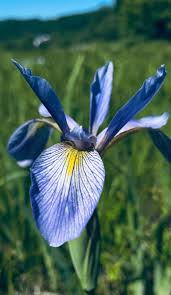 How do you start iris from seed? Iris Versicolor Northern Blue Flag Prairie Moon Nursery