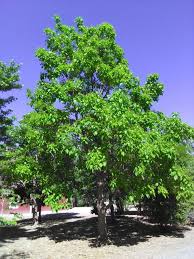 Image result for Catalpa