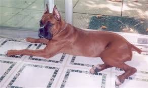 Boxer Dog Breed Pictures 10 All breeds follow the standard advancement rules for familiars. boxer dog breed pictures 10