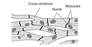 Smooth muscle and cardiac muscle move to facilitate body functions like heartbeats and digestion. Smooth Muscle Diagram Class 9 Draw Well Labelled Diagrams Of Various Types Of Muscles Found In Human Body Youtube Skeletal And Smooth Muscle Physiology Lecture 9 Wynonau Swim