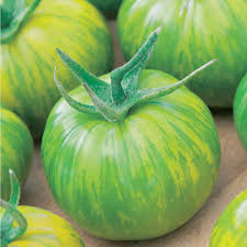 Advancing tomatoes from mature green to ripe red. Tomato Green Zebra Dobies
