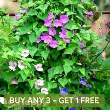 Image result for Asarina