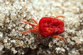 Their defining characteristic is the very long pair of front legs that extend forward like antennae as they crawl. Clover Mites How To Get Rid Of Them How To Garden Advice