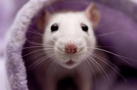 How much does a pet rat cost to own? What To Do If Your Pet Rat Has A Breathing Problem