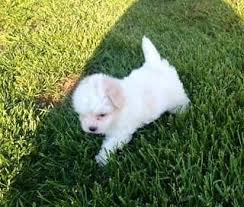 I am a breeder austin, texas and our puppies are raised underfoot with all the love and attention a puppy needs. Maltipoo Puppy Female Beautiful Fur Ball For Sale In Powhatan Virginia Classified Americanlisted Com