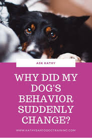 Why Did My Dog S Behavior Suddenly Change Dog Behavior Dogs Behavior