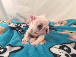 French bulldog 101 owner's guide is the ultimate solution French Bulldog Puppies For Sale In Powhatan Virginia Classified Americanlisted Com