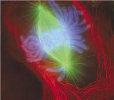 Check spelling or type a new query. Cell Nucleus Wikipedia