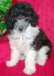 Black And White Parti Toy Poodle Toy Parti Poodle Puppy Adorable Very Cute Puppies Poodle Puppy Parti Poodle