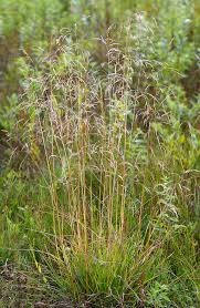 Wer einen guten bauträger mit dem hausbau beauftragt, kann sich entspannt zurücklehnen. Deschampsia Cespitosa Wikipedia