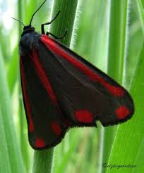 Black And Red Caterpillar Identification Black And Red Red Butterfly Butterfly Identification Butterfly Species