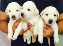 White lab puppies available now. White Labrador Puppies Dog Kennel