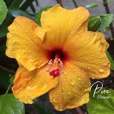 She Lives Aloha