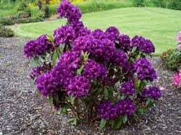 Purple Rhododendron Purple Flowers Garden Landscaping Shrubs Plants